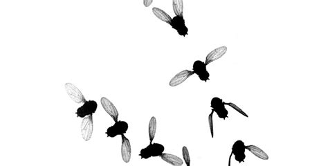 Flight Structures in Insects 的图像结果