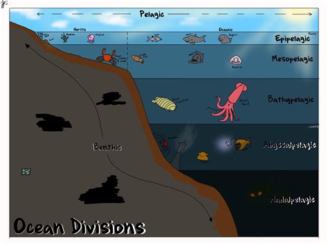 Ocean Zones Diagram