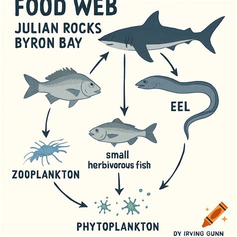 An illustrated food web diagram for Julian Rocks, Byron Bay, showing connections between ...