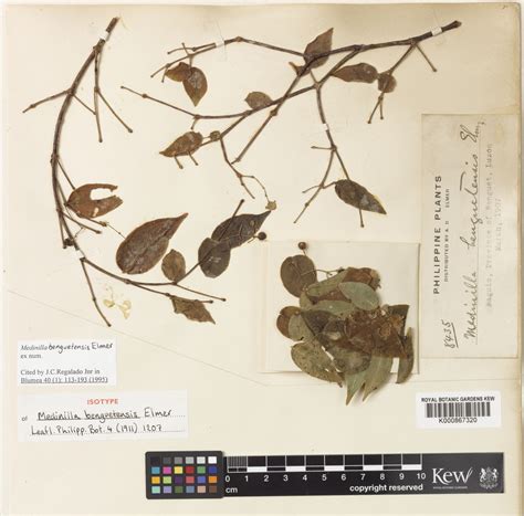 Medinilla benguetensis Elmer | Plants of the World Online | Kew Science