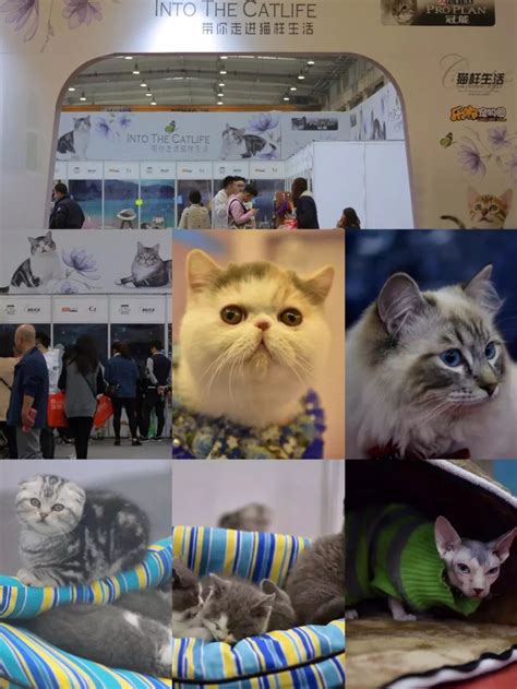 猫咪宠物节平面广告素材免费下载(图片编号:5355191)-六图网