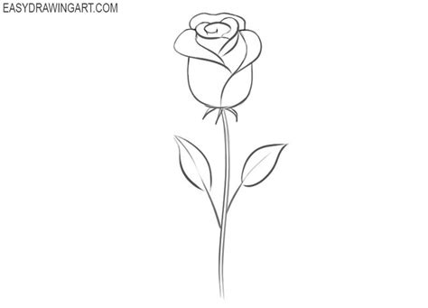 rose drawing basic