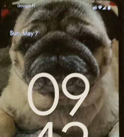 My pug on lockscreen! : r/pugs