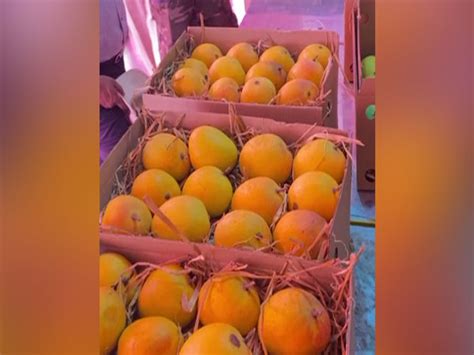 Marathi Social Group Trust in Indore organises Mango Jatra