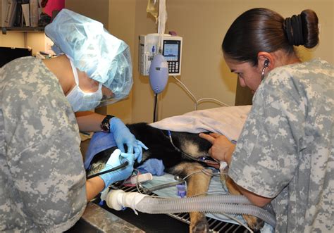Animal care specialists learn critical skills in support of Veterinary ...