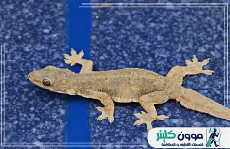 مكافحه البرص في الشارقه 0509783583 موون كلينر | مواد مضمونة