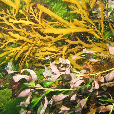 Biotic Component – Seamap Australia