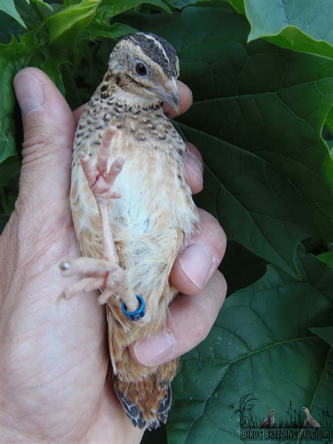 Harlequin quail (Coturnix delegorguei) breeding birds, 2019 – Birds ...