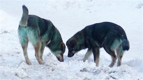Expert Reveals Surprise Theory as to Why Chernobyl Dogs Are Turning Blue