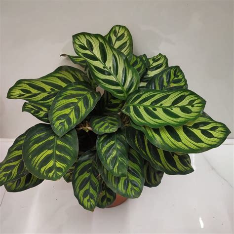 How to care for Calatheas Plants? - NurseryBuy