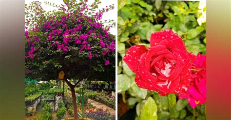 Just Plants In Madhapur | LBB, Hyderabad