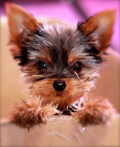 Teacup yorkie pup | Yorkie puppy, Yorkshire terrier puppies, Yorkie