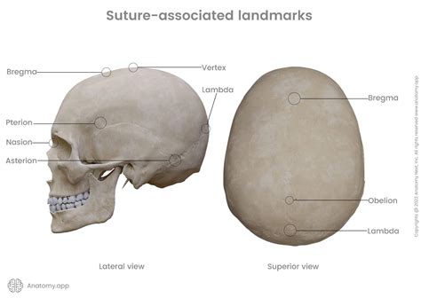 Sutures of skull | Encyclopedia | Anatomy.app | Learn anatomy | 3D ...