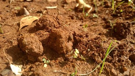 Does the smell of earth tempt you to eat it? Well, many primates do it ...