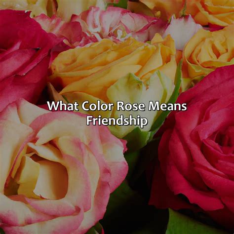 What Color Rose Means Friendship - colorscombo.com