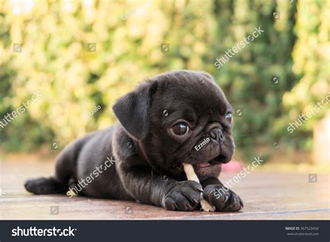 Black Pugs Puppies