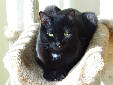 Free Images : animal, black cat, whiskers, vertebrate, resting, burmese ...