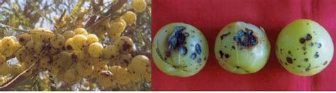 Amla Diseases — Vikaspedia