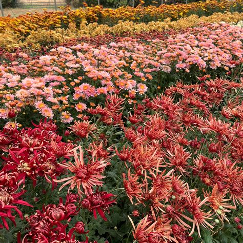 Heirloom Chrysanthemum Cuttings – 3 Porch Farm