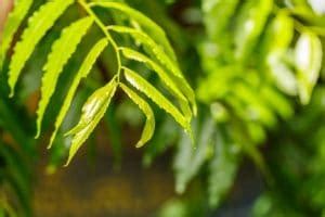 Best Home Remedies & Medicine to Make Teeth Strong and Healthy – Dr ...