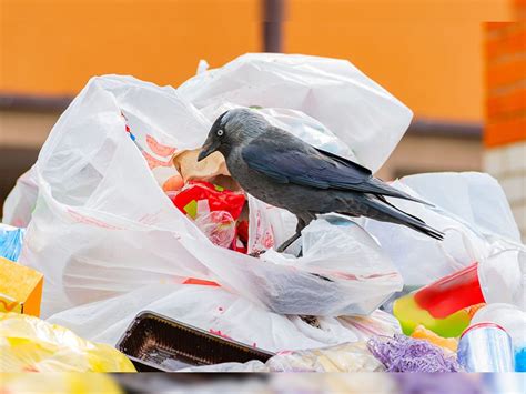 Crows are being driven off the streets of Tokyo by their own cries