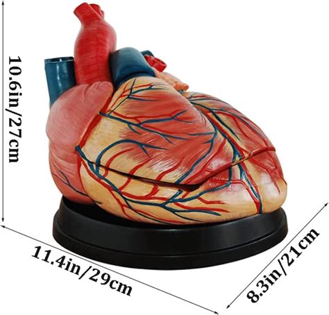 JUJNE Human Heart Anatomical Model, Organ Model, 2X India | Ubuy