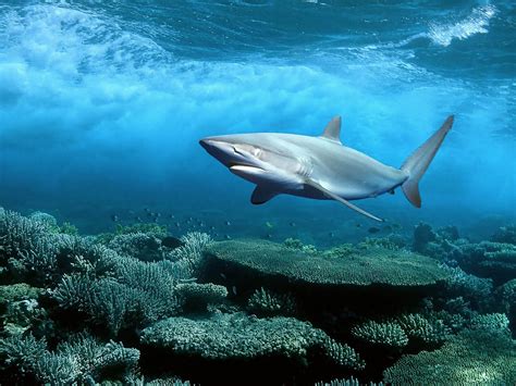 1600x1200px Shark Screensavers and Wallpaper - WallpaperSafari