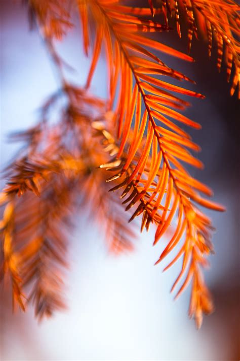 Download wallpaper 3168x4752 leaves, stems, macro, blur hd background