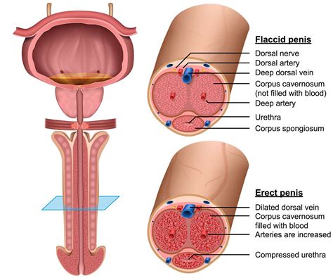 Penile Fracture Diagram - anatomy of penis enlargement diagram