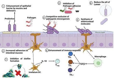 Frontiers | MRSA compendium of epidemiology, transmission, pathophysiology, treatment, and ...