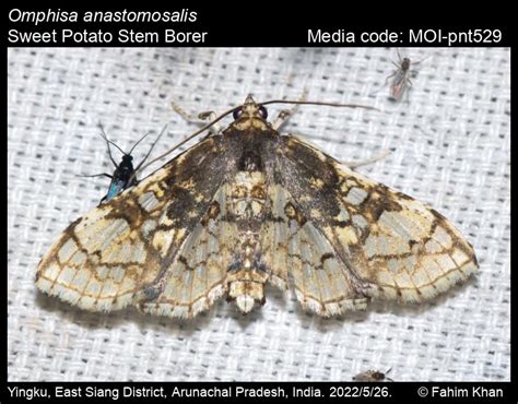 Omphisa anastomosalis Guenée, 1854 - Sweet Potato Stem Borer | Moths
