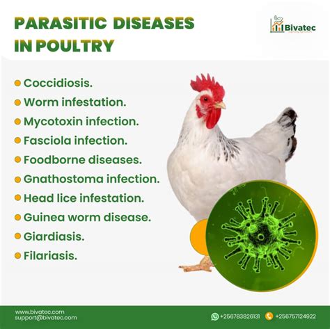 Parasitic Diseases in Poultry: Symptoms & Treatment Guide