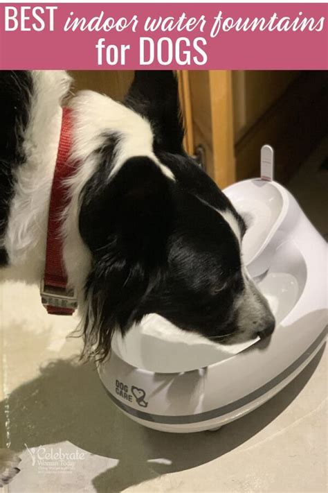 how to hydrate your dog
