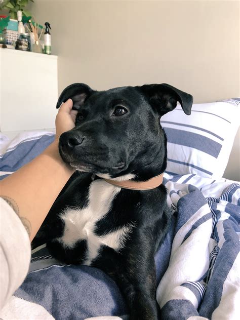 Pitbull Lab Mix Black