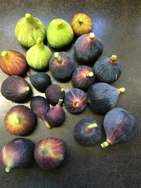 french fig farm