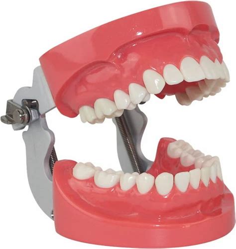 Anatomical Models - Magnified Pulmonary Alveolar Model Manufacturer ...