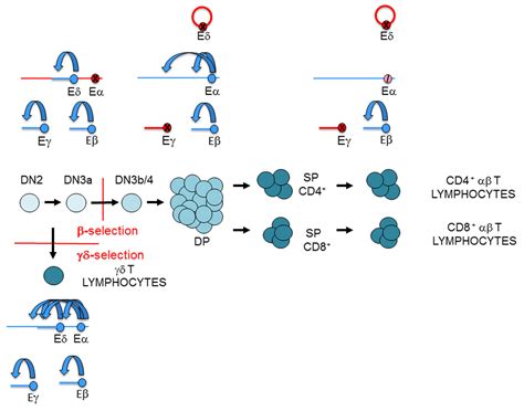 Regulation of T-cell Receptor Gene Expression by Three-Dimensional ...