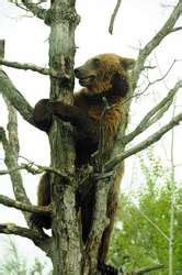 ZooLex Exhibit - Russia's Grizzly Coast: Grizzly Bears