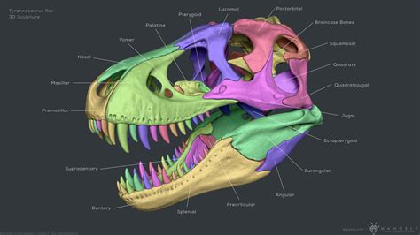 Dinosaur Skull Anatomy