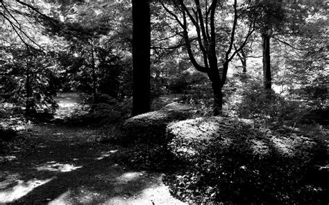 Nature Woods 的图像结果