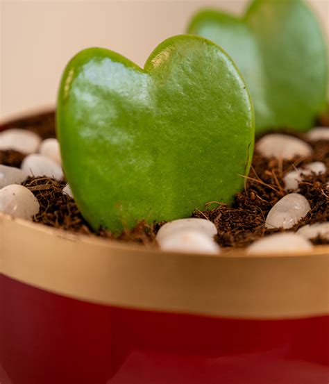 Pair of Hoya Hearts in Red Metal Planter | Safe Home Delivery
