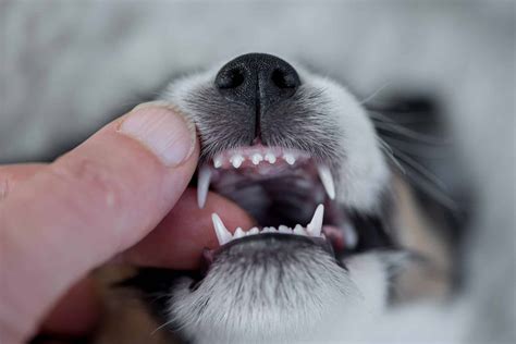 Deciduous (Baby) Teeth in Pets - The Animal Medical Center