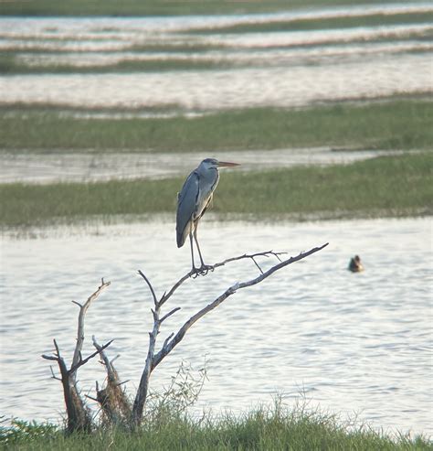 Zeiss Victory Harpia 85, a brilliant spotting scope with smidgens of ...