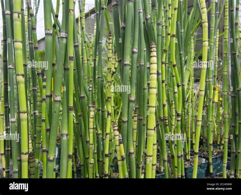 Bamboo grass hi-res stock photography and images - Alamy