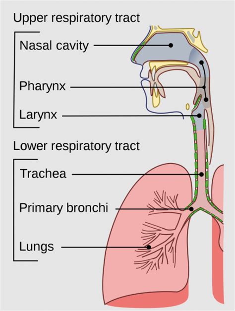 Respiration in Humans and Plants - Science Class 10 PDF Download