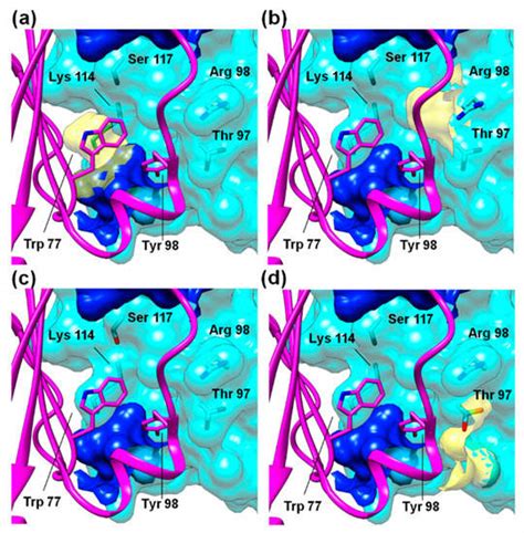 Y98 Mutation Leads to the Loss of RsfS Anti-Association Activity in ...