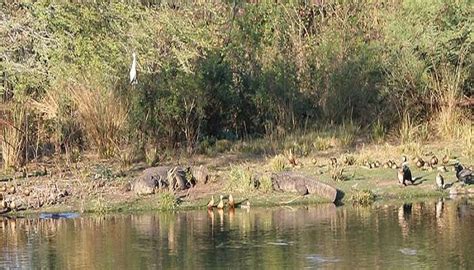 Van Vihar National Park In Bhopal Is Haven For Wildlife Enthusiast