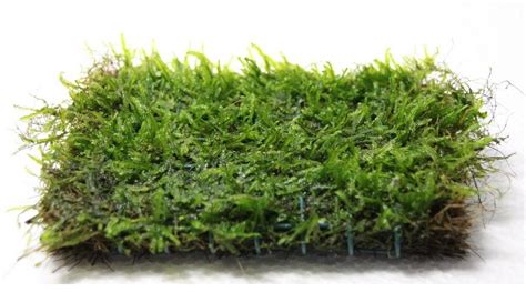 Image result for Java Moss Carpet