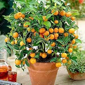 Royal Paradise Gardens Rare Citrus Bush Orange Fruit Plant Dwarf ...