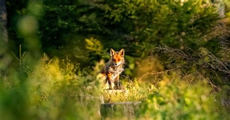 Explaining Pierson v. Post: The Fox Hunt That Made Property Law History